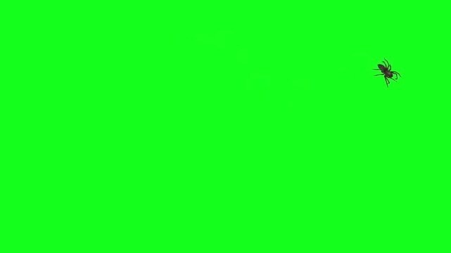  Black spider crawling down in a circular path on a green screen chroma key background in slow motion