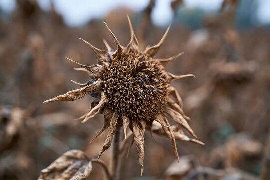 Dead sunflower symbolizing global warming and drought impact