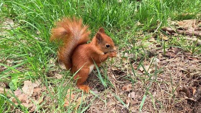 A red squirrel gnaws a pine cone on a forest ground with green grass background. It nibbles, turns, and repositions, actively chewing throughout, showing focused feeding behavior in daylight.