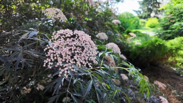 Close-up of a flowering elderberry shrub with dark, serrated leaves and light pink flower clusters, blurred garden background in sunlight, natural plant scenery.