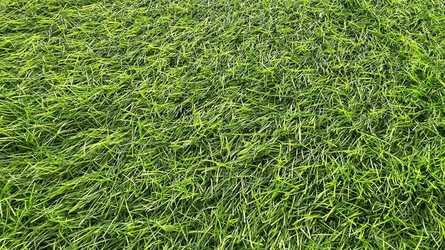 green grass texture, green grass top view, background texture.