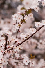 Fototapeta premium A soft-focus close-up of delicate pink cherry blossoms on a branch, captured in warm natural light.