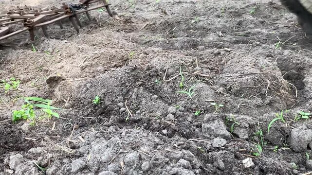 A man cultivates the soil with a harrow on his own. Agricultural work in the garden and field.