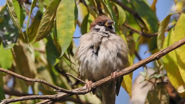 Close up of a cute small sparrow bird with fluffed feathers resting on a tree branch against green leaves and blue sky