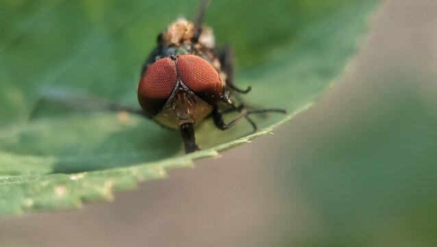Closeup fly on leaf