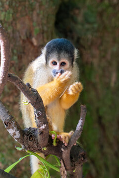 Squirrel Monkey Perched on Branch Covering Mouth with Paw