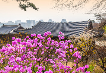 진달래,안개,고층빌딩,시내,창덕궁,종로구,서울 © JinChang