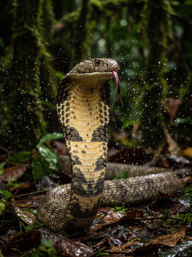 Majestic king cobra snake raising its head with a flickering tongue in the tropical rain forest