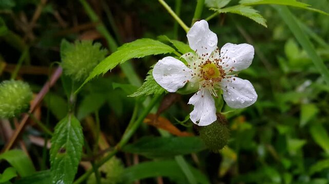 White Rose-Leaf Bramble Flower Blooming. A close-up shot of a white rose-leaf bramble flower with dew drops in a natural garden setting, highlighting delicate petals and foliage.