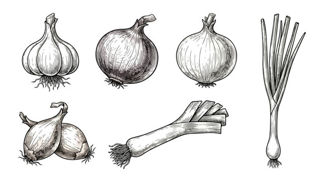 Vintage hand drawn onion and garlic vector set, engraved style vegetable illustrations, rustic farm fresh leek and scallion sketches for menu design