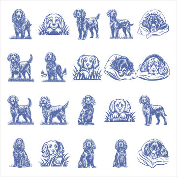 Boykin Spaniel Dog svg Bundle