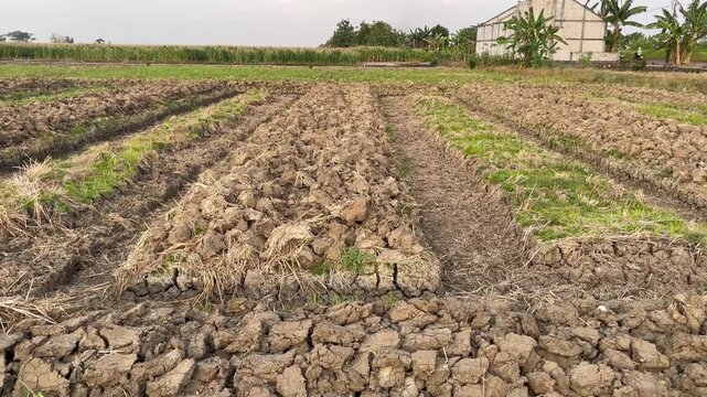 Traditional agriculture land preparation in rural countryside field