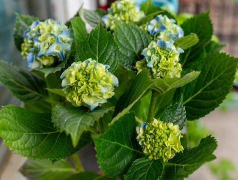Developing flower clusters of bigleaf hydrangea, Hydrangea macrophylla, display fresh green petals gradually turning pale blue. Broad serrated leaves and compact blooms create a detailed ornamental ga