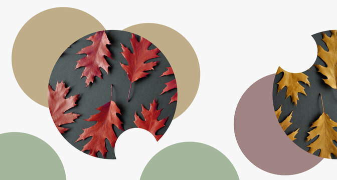 Autumnal modern background, leaves concept. Red oak leaves in circle, colorful, isolated linked objects. Earthy paint palette, artistic autumn fall wallpaper. Image manipulation