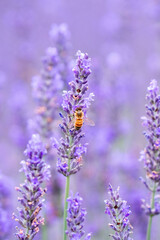 Obraz premium Honeybee Pollinating Purple Lavender Flower Spike in Field