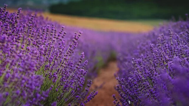 Close up of beautiful blooming lavender flowers swaying in the wind inside a field. Handheld slow motion nature footage for wellness, aromatherapy and organic cosmetics video concept.