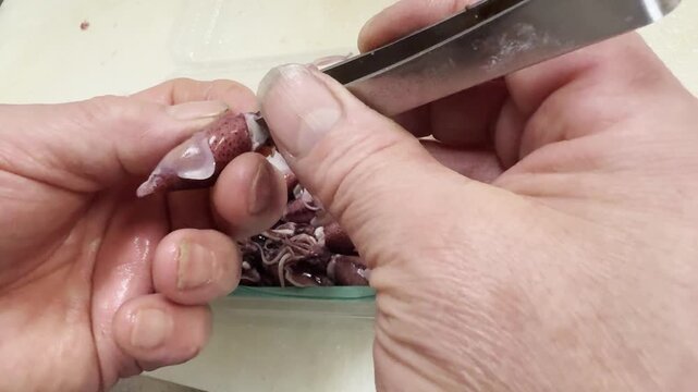 Japanese chef cleaning fresh firefly squid by hand in an izakaya kitchen, removing the eyes one by one, traditional spring seasonal food preparation, Japan