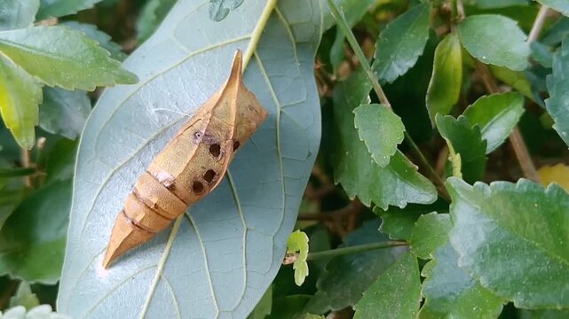 Daphnis nerii pupa in light brown color with black spots and dark stripe