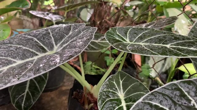 frost on leaves