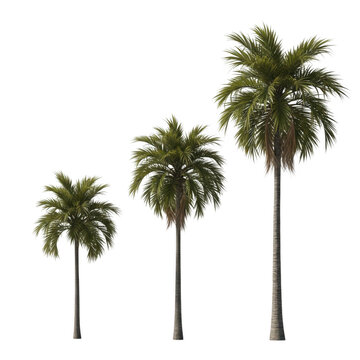 A group of tall palm trees standing against a clear sky