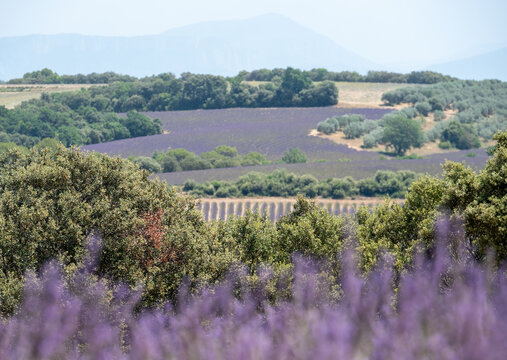 Rows of Fragrant Purple Blooming Lavender Growing in Fields on the Valensole Plateau, Provence, France.