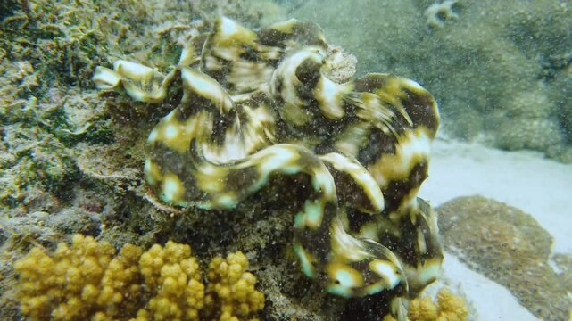 A giant clam on a sandy bottom under water. Tridacna.