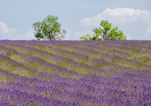 Fragrant Purple Blooming Lavender Growing in Fields on the Valensole Plateau, Provence, France