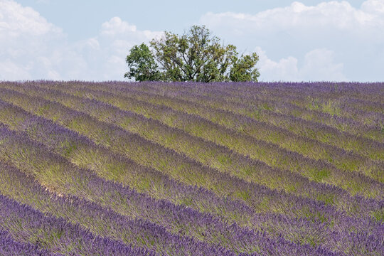 Rows of Fragrant Purple Blooming Lavender Growing in Fields on the Valensole Plateau, Provence, France.