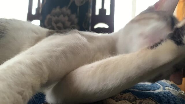 cat sleeping on a bed