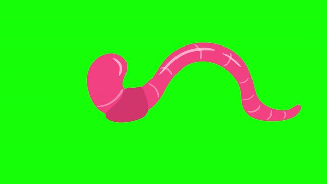 2D cartoon animation of pink earthworm crawling on green screen key background.