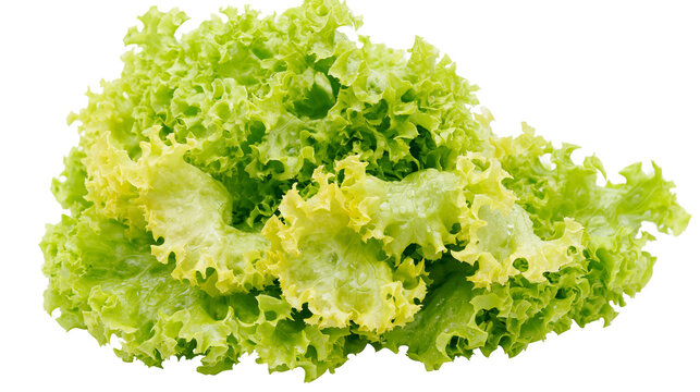 Fresh green curly lettuce leaves with water droplets