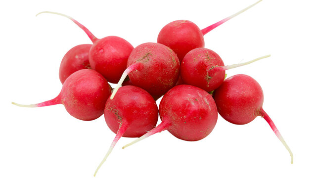 Heap of fresh red radishes with white roots