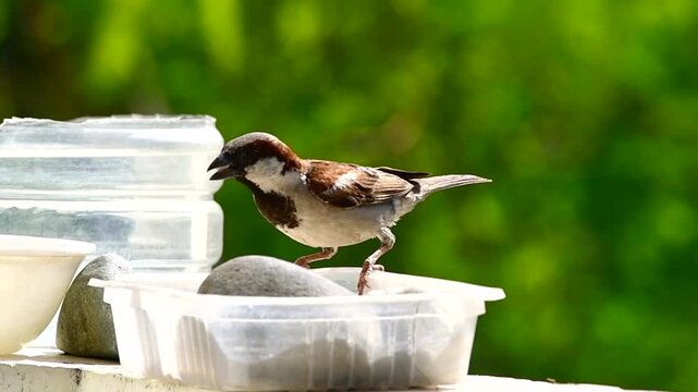 Urban Wildlife: Small Sparrow Visiting a Homemade Feeder Against Green Bokeh
