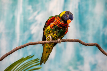 앵무새,오색앵무,Rainbow Lorikeet,나뭇가지,동물원,서울대공원,과천시,경기도 © JinChang