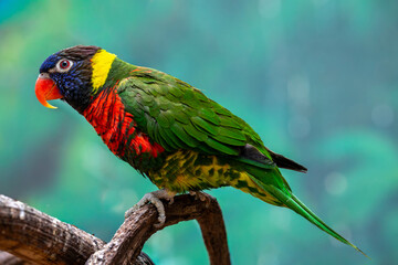 앵무새,오색앵무,Rainbow Lorikeet,나뭇가지,동물원,서울대공원,과천시,경기도 © JinChang