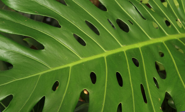 Close-up of monstera deliciosa leaf revealing artistic natural fenestration and leaf veins
