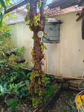 Fresh Bilimbi Fruit (Averrhoa bilimbi)