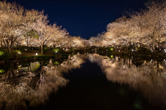 벚나무,도지(東寺),교토,일본