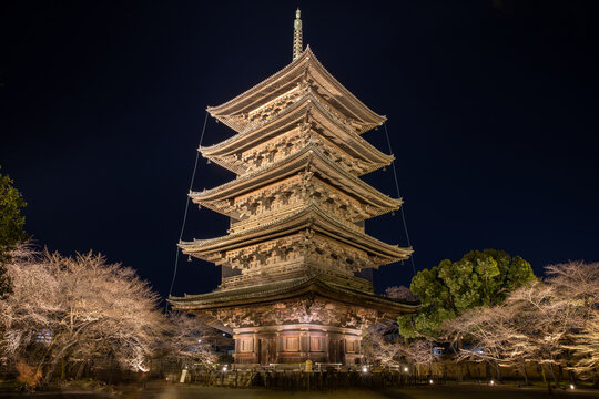 벚나무,오층목탑,도지(東寺),교토,일본