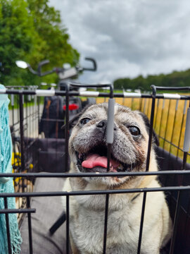 Ein gl&uuml;cklicher, &auml;lterer Mops mit grauer Schnauze sitzt entspannt in einem Fahrrad Anh&auml;nger mit Gitterbox. Fahrradausflug im Sauerland. 