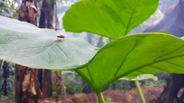 Flies Resting on Elephant Ear Leaves. Macro close-up footage of several flies resting on the large green leaves of an elephant ear plant in a tropical garden setting.