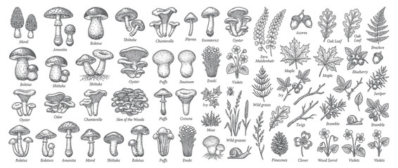 Vintage Botanical Illustrations of Fungi and Forest Elements © hidayati