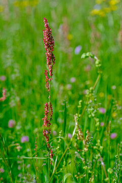 A red sorrel flower spike rises among grasses in a lush green summer wildflower meadow