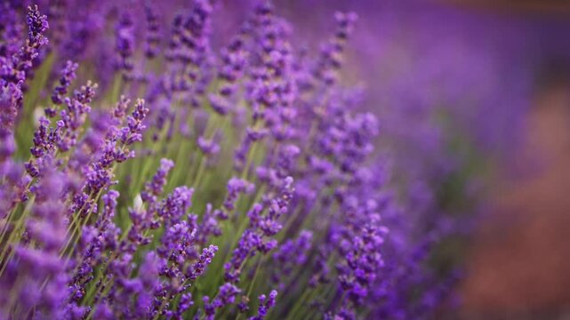 Close up of beautiful blooming lavender flowers swaying in the wind inside a field. Handheld nature footage for wellness, aromatherapy and organic cosmetics video concept.