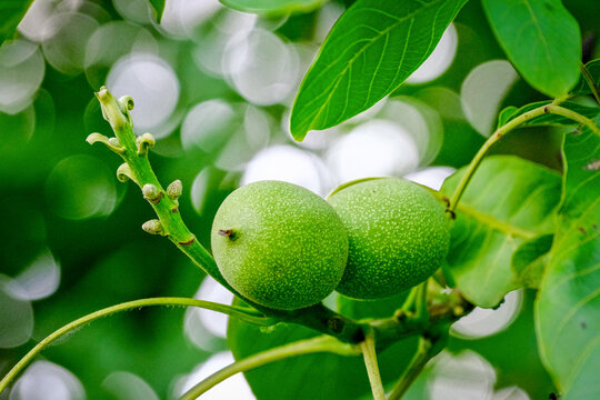 Two green unripe walnuts ripen on a leafy branch against a bright green bokeh background