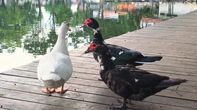 Muscovy ducks standing and interacting on a wooden deck by the lake