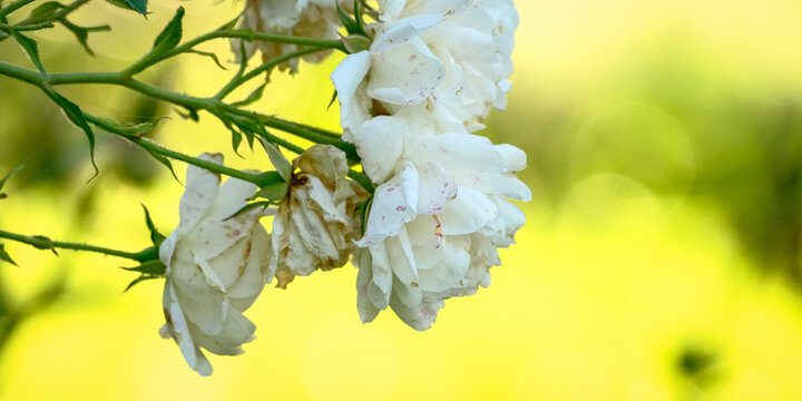 Faded white climbing roses bloom on a thorny green branch against a bright yellow background