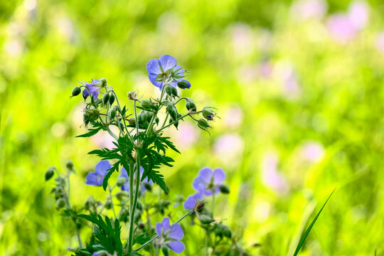 Blue meadow cranesbill wildflowers bloom brightly among grasses in a sunlit lush green summer meadow
