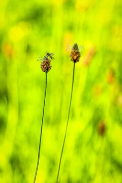 A hoverfly rests on a ribwort plantain seed head in a bright green summer meadow