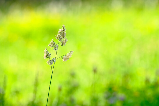 A single flowering cocksfoot grass head glows against a soft bright green summer meadow background